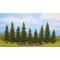 Abetos (9) 8 -12 cm/Fir Trees (9) approx. 8 -12 cm high